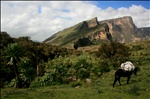 View from Simiens National Park XII